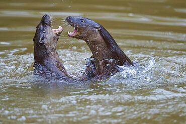 European otter (Lutra lutra), adult, two animals playing in the water, captive, Germany, Europe