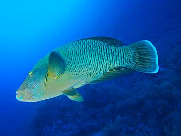 Humphead wrasse (Cheilinus undulatus), Daedalus reef dive site, Egypt, Red Sea, Africa