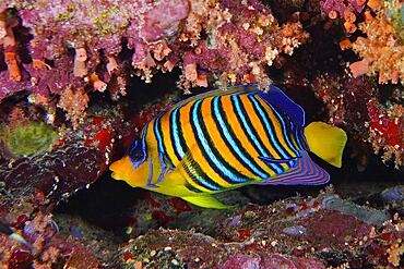 Royal angelfish (Pygoplites diacanthus) in the red reef. Dive site Daedalus Reef, Egypt, Red Sea, Africa