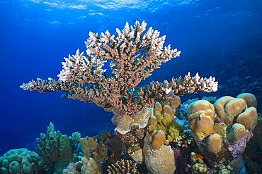 Pharaoh antler coral (Acropora pharaonis), House Reef dive site, Mangrove Bay, El Quesir, Red Sea, Egypt, Africa