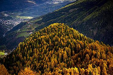 Autumn larch (Larix) forest in the background orchards of Vinschgau, Martell Valley, Merano, Vinschgau, South Tyrol, Italy, Europe