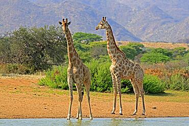 Southern giraffe (Giraffa camelopardalis giraffa), adult, at the water, waterhole, two giraffes, Tswalu Game Reserve, Kalahari, Northern Cape, South Africa, Africa