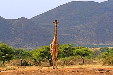 Southern giraffe (Giraffa camelopardalis giraffa), adult, foraging, Tswalu Game Reserve, Kalahari, Northern Cape, South Africa, Africa