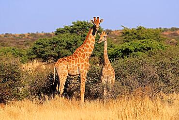 Southern giraffe (Giraffa camelopardalis giraffa), adult, alert, foraging, two giraffes, Tswalu Game Reserve, Kalahari, Northern Cape, South Africa, Africa