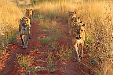 Lion (Panthera leo), adult, female, group, alert, running, Tswalu Game Reserve, Kalahari, Northern Cape, South Africa, Africa