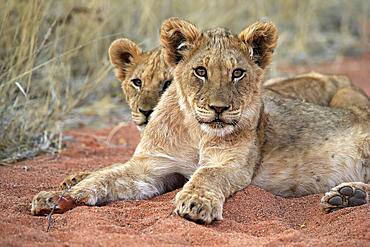 Lion (Panthera leo), two cubs, alert, resting, siblings, Tswalu Game Reserve, Kalahari, Northern Cape, South Africa, Africa