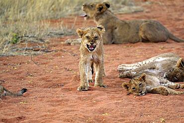 Lion (Panthera leo), cubs, group, siblings, Tswalu Game Reserve, Kalahari, Northern Cape, South Africa, Africa