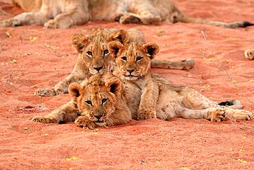 Lion (Panthera leo), three cubs, siblings, alert, group, Tswalu Game Reserve, Kalahari, Northern Cape, South Africa, Africa