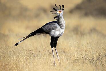 Secretary bird (Sagittarius serpentarius), adult, foraging, concentrated, Mountain Zebra National Park, Eastern Cape, South Africa, Africa