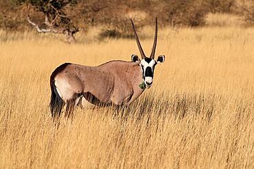 Gemsbok (Oryx gazella), South African spitbuck, adult, foraging, Mountain Zebra National Park, Eastern Cape, South Africa, Africa