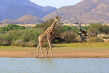 Southern giraffe (Giraffa camelopardalis giraffa), adult, at the water, waterhole, Tswalu Game Reserve, Kalahari, Northern Cape, South Africa, Africa