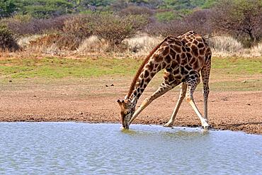 Southern giraffe (Giraffa camelopardalis giraffa), adult, at waters edge, drinking, waterhole, Tswalu Game Reserve, Kalahari, Northern Cape, South Africa, Africa