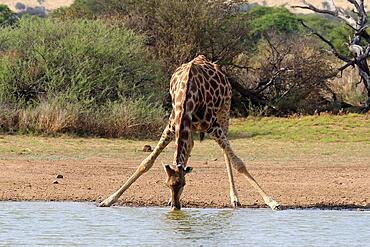 Southern giraffe (Giraffa camelopardalis giraffa), adult, at waters edge, drinking, waterhole, Tswalu Game Reserve, Kalahari, Northern Cape, South Africa, Africa