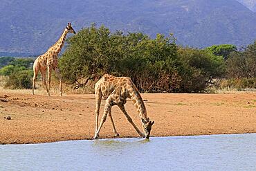 Southern giraffe (Giraffa camelopardalis giraffa), adult, at the water, drinking, waterhole, two giraffes, Tswalu Game Reserve, Kalahari, Northern Cape, South Africa, Africa