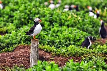 Puffin (Fratercula arctica), Puffin on a lookout, Farne Islands Nature Reserve, Farne Islands, Northumberland, England, United Kingdom, Europe