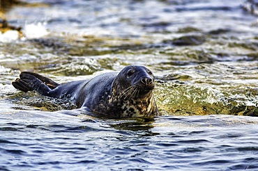 Grey (Halichoerus grypus) seal in the North Sea, Farne Islands Nature Reserve, Farne Islands, Northumberland, England, United Kingdom, Europe