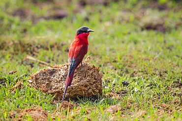 Southern carmine bee eater (Merops nubicoides), perched on a ball of elephant dung. Okavango Delta, Botswana, Africa