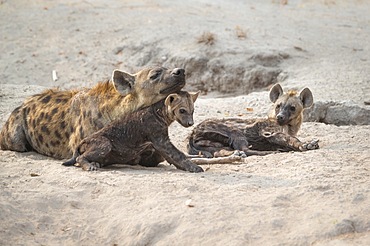 Spotted Hyena (Crocuta crocuta) babies, the female adult animal with her cubs playing at the hyena den. Okavango Delta, Botswana, Africa