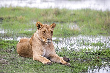 Lioness (Panthera leo), close up portrait of her face, head and body. The wild animal looks intense. Okavango Delta, Botswana, Africa