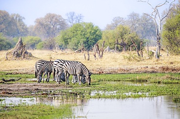 Burchells Zebra (Equus burchellii) standing in marshland, swamp drinking water. Background is landscape scenery with termite mount and trees. Okavango Delta, Botswana, Africa