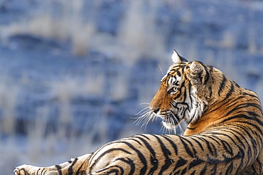 Tiger (Panthera tigris), portrait side view of his face head. animal looks to the left. Ranthambore National Park, Rajasthan, India, Asia