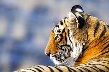 Tiger (Panthera tigris), portrait side view of his face head. animal looks to the left. Ranthambore National Park, Rajasthan, India, Asia