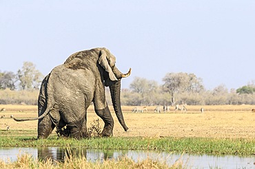 Elephant bull (Loxodenta africana) comes out of river, lifts his head high. In background stand antelopes, Lechwe. Okavango Delta, Botswana, Africa