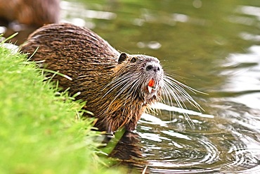 Rodent called, commonly known as Nutria (Myocastor Coypus) eating leaf with yellow teeth next to river. Nutria are an invasive species in Europe originating from South America