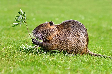 Rodent called, commonly known as Nutria (Myocastor Coypus) eating a plant branch. Nutria are an invasive species in Europe originating from South America