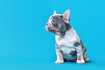 Cute merle French Bulldog dog puppy sitting in front of blue background with copy space