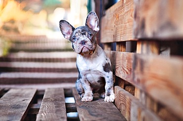 Blue merle tan French Bulldog dog sitting on wooden palette