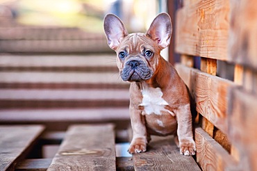 Cute 3 months old blue red fawn French Bulldog dog puppy