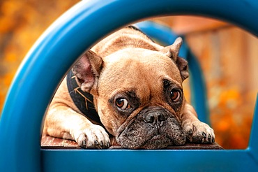 Adorable small French Bulldog dog with sad eyes lying on colorful blue bench with blurry trees with orange autumn leaves in background