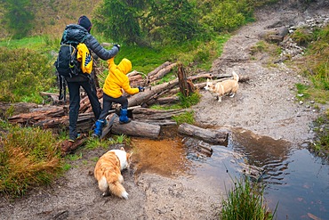 Mom with her son and dogs walk over logs lying on a small stream. Polish mountains, Poland, Europe