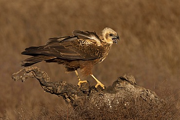 Western marsh-harrier (Circus aeruginosus), female calling on tree stump, Toledo Province, Castilla- La Mancha, Spain, Europe