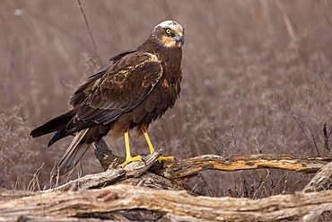 Western marsh-harrier (Circus aeruginosus), female on branch, Toledo Province, Castilla- La Mancha, Spain, Europe