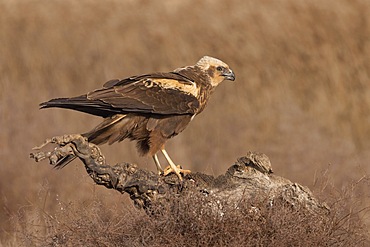 Western marsh-harrier (Circus aeruginosus), female on tree stump, Toledo Province, Castilla- La Mancha, Spain, Europe