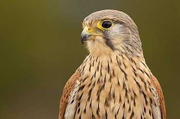 Common kestrel (Falco tinnunculus) male, portrait, Valencia, Andalusia, Spain, Europe