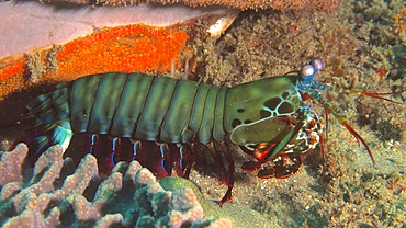 Peacock mantis shrimp (Odontodactylus scyllarus), Sodwana Bay National Park dive site, Maputaland Marine Reserve, KwaZulu Natal, South Africa, Africa