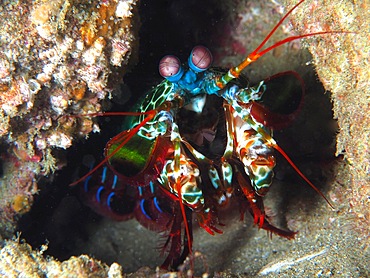 Peacock mantis shrimp (Odontodactylus scyllarus), Sodwana Bay National Park dive site, Maputaland Marine Reserve, KwaZulu Natal, South Africa, Africa