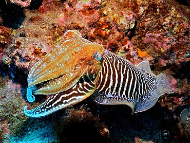 Common cuttlefish (Sepia officinalis), El Cabron marine reserve dive site, Arinaga, Gran Canaria, Spain, Atlantic Ocean, Europe