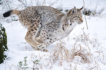 Eurasian lynx (Lynx lynx) running in the snow, forest, Bavaria, Germany, Europe