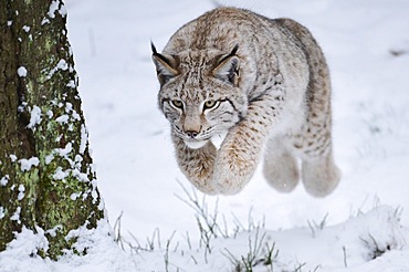 Eurasian lynx (Lynx lynx) jumping in the snow, forest, Bavaria, Germany, Europe