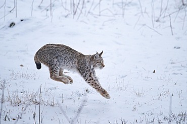 Eurasian lynx (Lynx lynx) jumping in the snow, forest, Bavaria, Germany, Europe