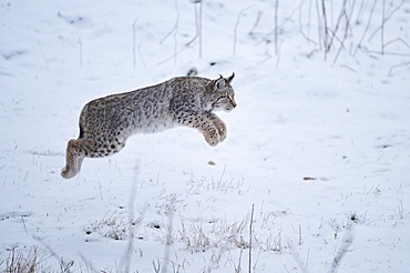 Eurasian lynx (Lynx lynx) jumping in the snow, forest, Bavaria, Germany, Europe