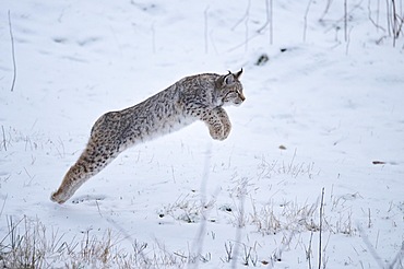 Eurasian lynx (Lynx lynx) jumping in the snow, forest, Bavaria, Germany, Europe