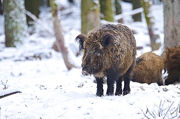 Wild boar (Sus scrofa) in a forest in winter, snow, Bavaria, Germany, Europe