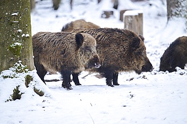 Wild boar (Sus scrofa) in a forest in winter, snow, Bavaria, Germany, Europe