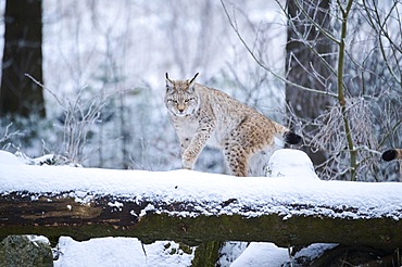 Eurasian lynx (Lynx lynx) walking in the snow, forest, Bavaria, Germany, Europe