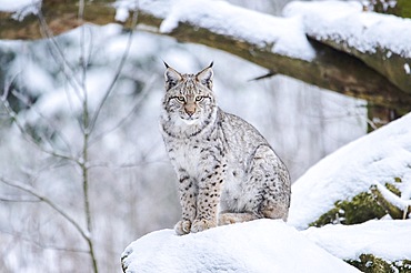 Eurasian lynx (Lynx lynx) sitting in the snow, forest, Bavaria, Germany, Europe